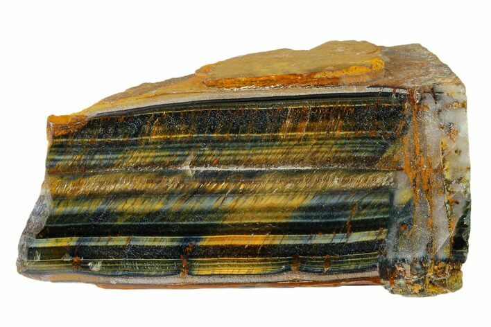 Polished Tiger's Eye Section - South Africa #148261
